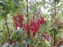 Все, що потрібно знати про церападус вишні