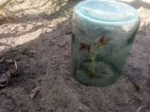 Все, що потрібно знати про церападус вишню