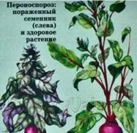 Хвороби буряків буряків