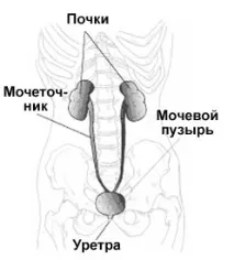 бъбречна