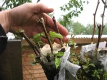 властивості