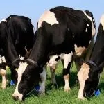 Чорно-строката порода корів бики чорно-рябої корови, характеристика чорно-строката