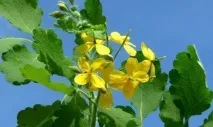 Чистотіл від прищів свіжий, відвар, настоянка та інші рецепти відвар