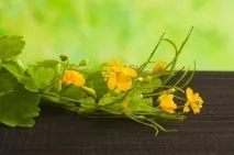 Чистотіл від прищів свіжий, відвар, настоянка та інші рецепти відвар