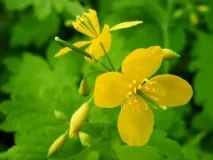 Чистотіл від прищів свіжий, відвар, настоянка та інші рецепти настоянка