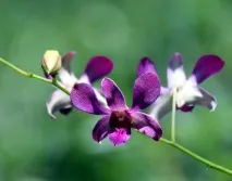 Чому вчить казка Падчерка 5 клас падчерка