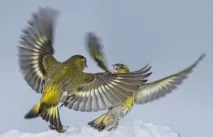 Чиж – чудовий птах, Наші пташки птах