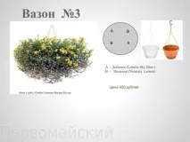 Квіткові композиції у горщиках квіткові
