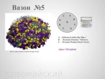 Квіткові композиції у горщиках рослини