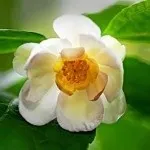 Calycanthus CHINENSIS або Калікантус Китайський (насіння) китайський