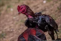 Бойові півні півні