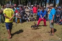 Бойові півні бойові