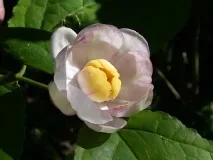 Calycanthus CHINENSIS або Калікантус Китайський (насіння) chinensis