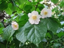 Calycanthus CHINENSIS або Калікантус Китайський (насіння) calycanthus