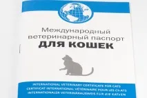 Документи на кошеня - Розплідник шотландських кішок Снігова сова розплідник