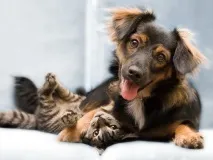 Щоденник кота та собаки кота