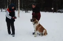 Дресирування, Дресирування собак собак