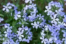 Флокси в нашому саду флокси