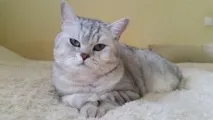 Габарити лотка для кішки, Наші кішки та собаки собаки