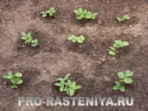 Де і як посадити суницю вирощування