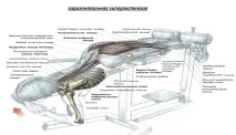 попереку