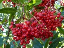 Гетеромелесдереволистний - розмноження, посадка, вирощування розмноження