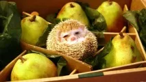 Груші дуже корисні для кишечника дуже