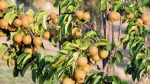 Груші дуже корисні для кишечника кишечника