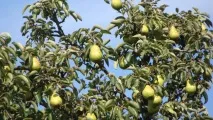 Груші дуже корисні для кишечника груші