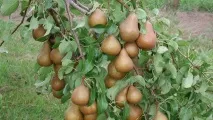 Груші дуже корисні для кишечника кишечника
