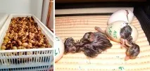 Інкубаційне яйце фазанів, відповіді на важливі питання питання