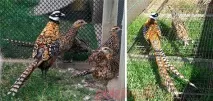 Інкубаційне яйце фазанів, відповіді на важливі питання яйце