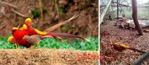 Інкубаційне яйце фазанів, відповіді на важливі питання питання