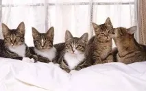 Чим характеризується корм Хілс для котів характеризується