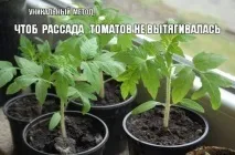 Чим треба підгодувати розсаду помідорів, Вирости сад! треба