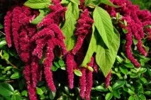 Чай ізлистя амаранту показання, рецепти приготування амаранту