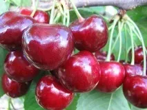 cherry