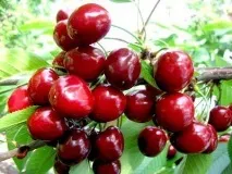 cherry