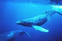 Fapte interesante despre balene - Nicoletto