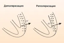 лявата