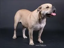 собак
