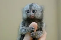 Які наймиліші тварини у світі наймиліші