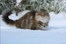 Які наймиліші тварини у світі може