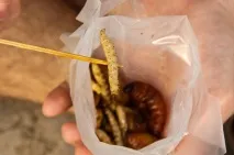 Як ми їли гусениць – зими не буде зими