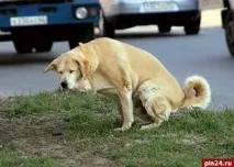 привчити
