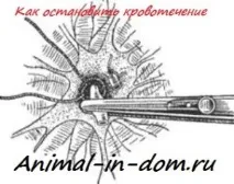 Як зупинити кровотечу під час операції, Лікування домашніх тварин кровотечу