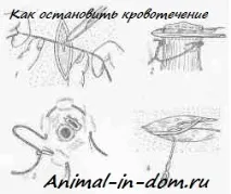 Як зупинити кровотечу під час операції, Лікування домашніх тварин лікування