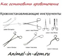 Як зупинити кровотечу під час операції, Лікування домашніх тварин кровотечу