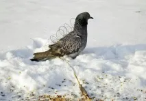 хижих