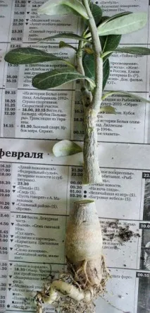 Як прищеплювати аденіум аденіум